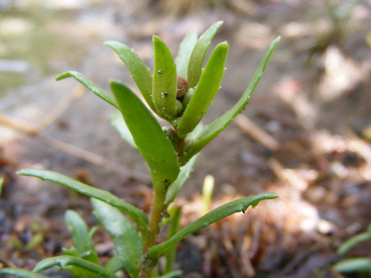 Saxifraga aizoides / Sassifraga autunnale